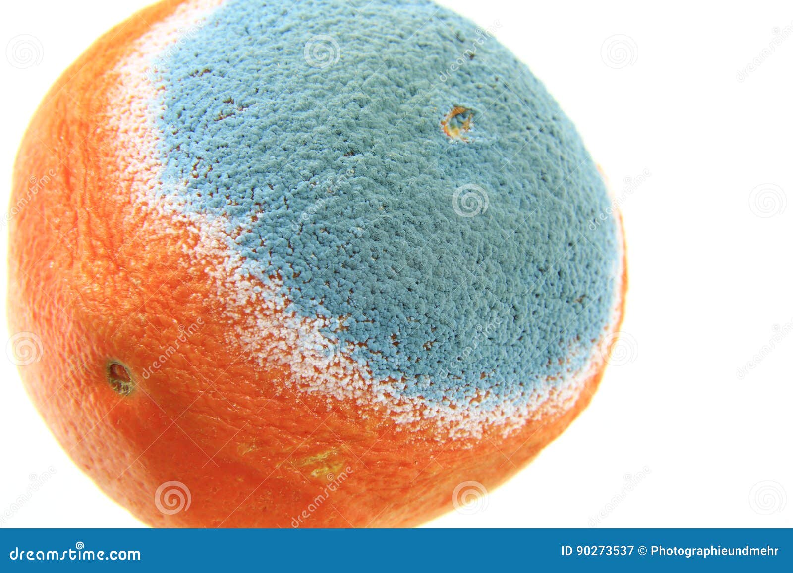 Mold on an orange stock image. Image of round, blue, green 90273537