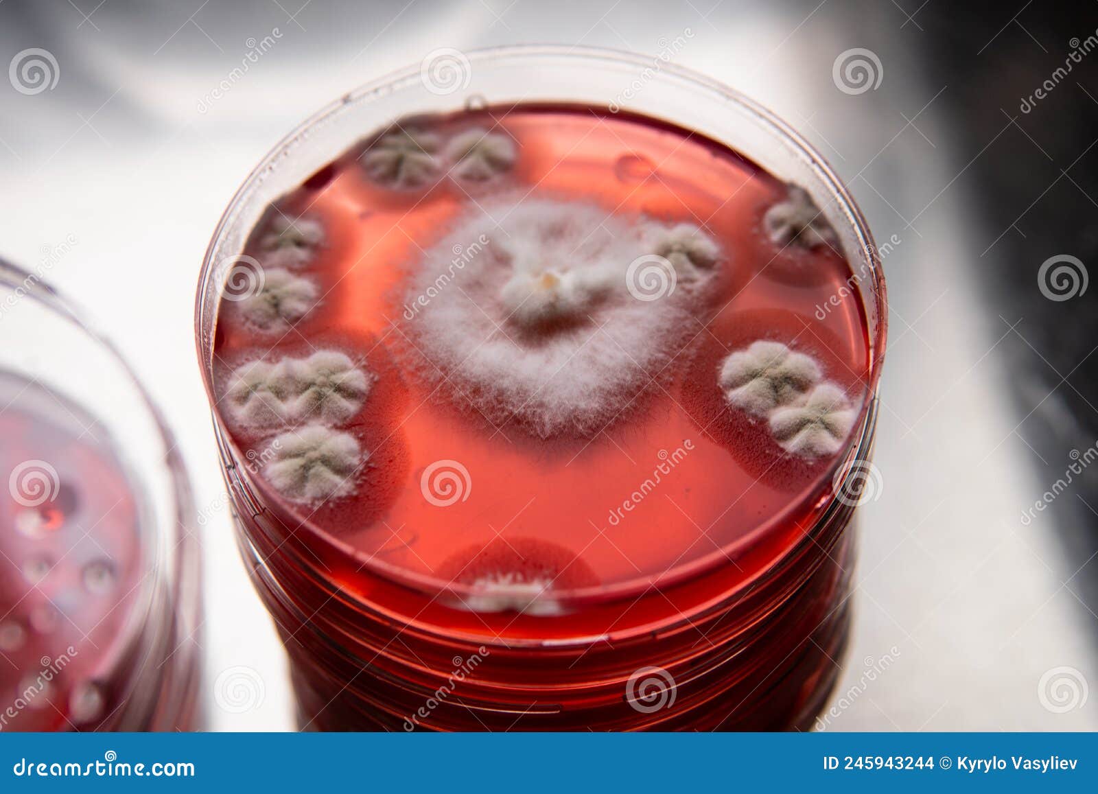 Mold in a Petri Dish. Microbiological Studies in Laboratory Conditions