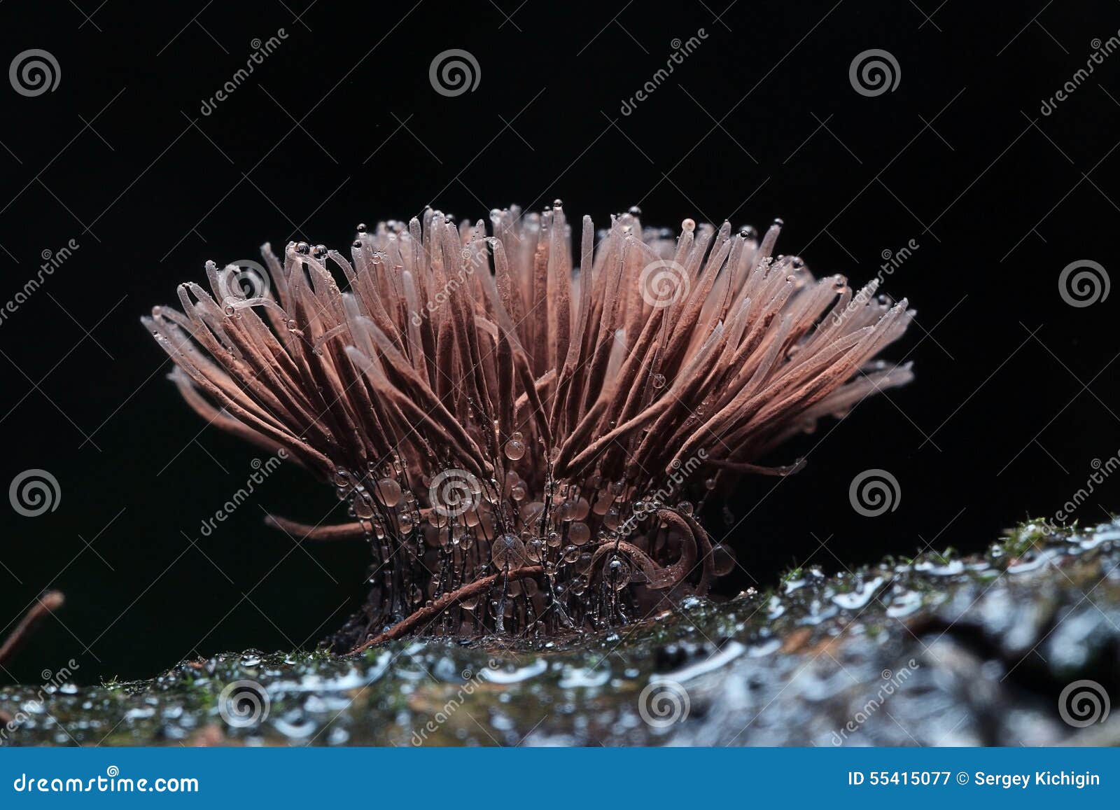 Mold small mushrooms macro stock image. Image of fruiting 55415077