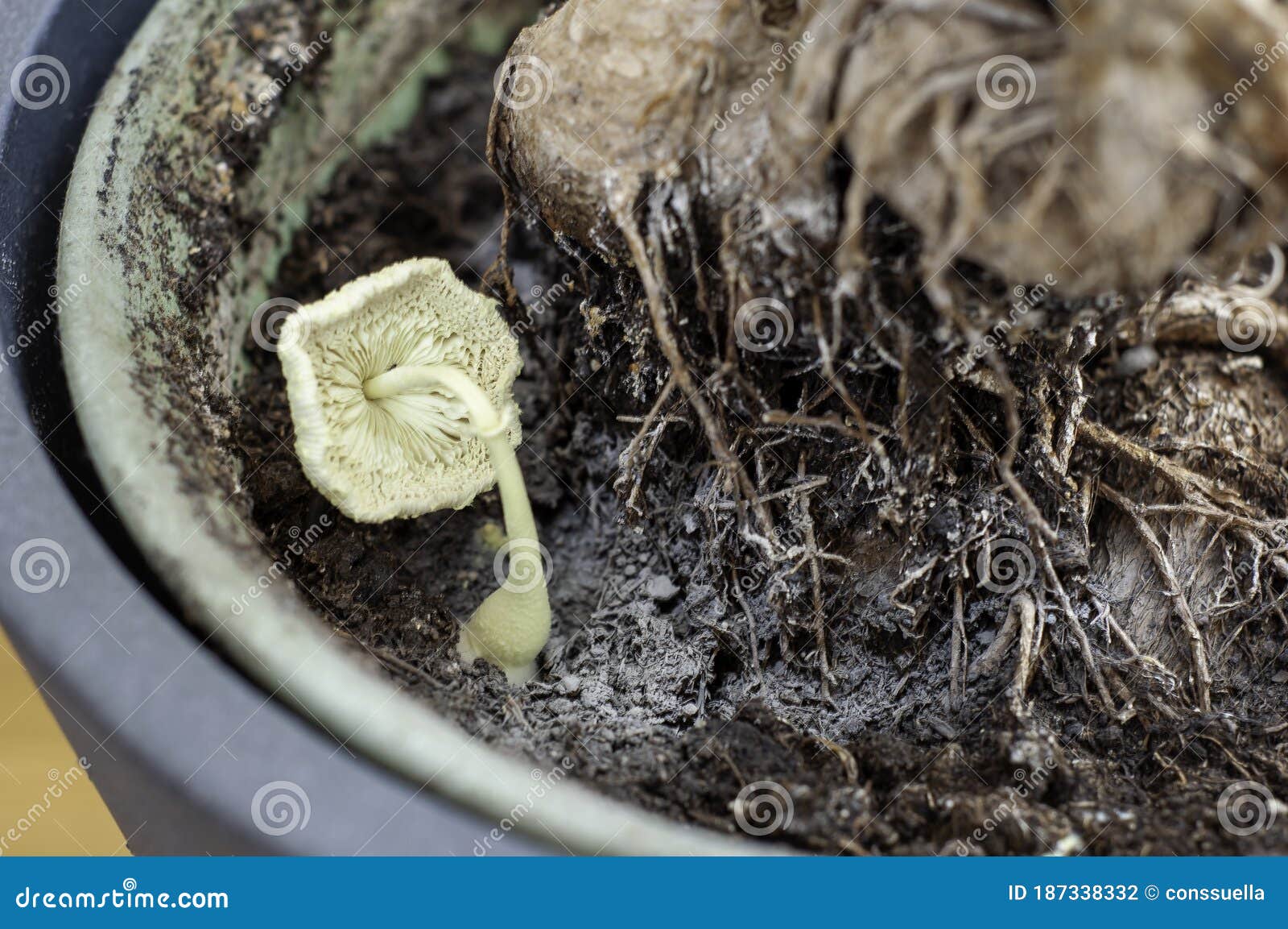 Mold in the Soil in Indoor Plants Stock Photo Image of microbes
