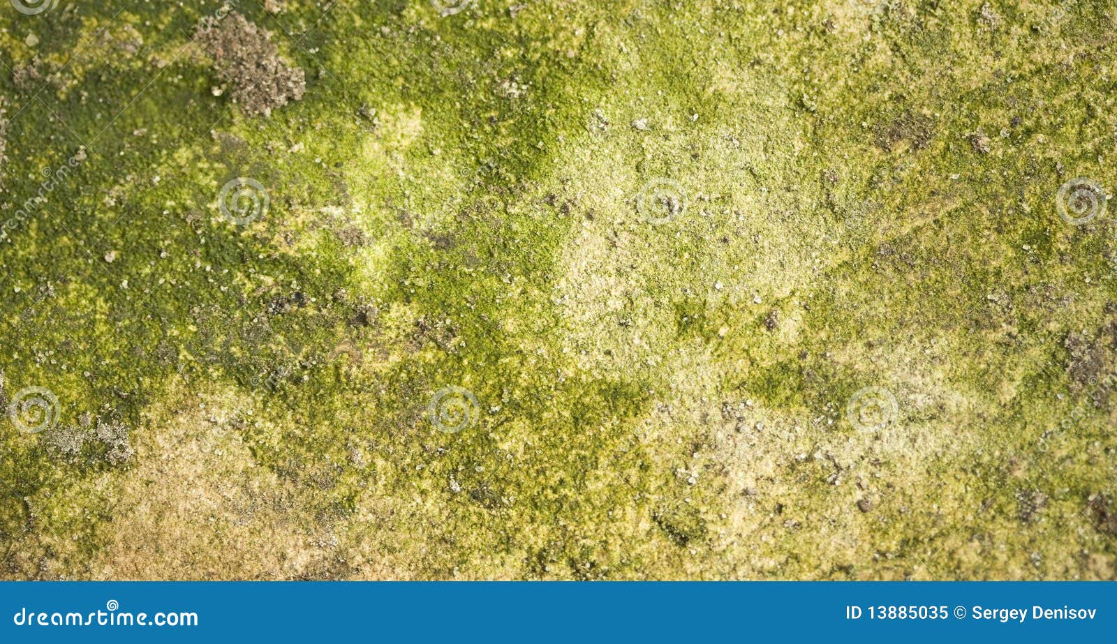 Mold on stone stock image. Image of moss, flower, form 13885035