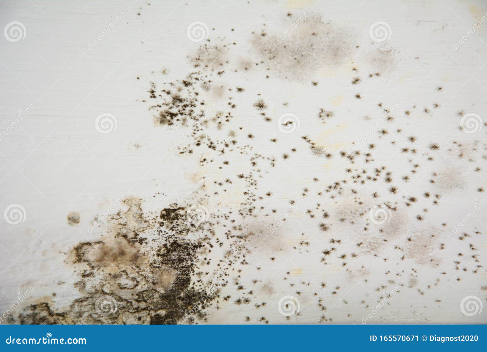 Mold On White Background, Fungus On White Background, Bacteria On White