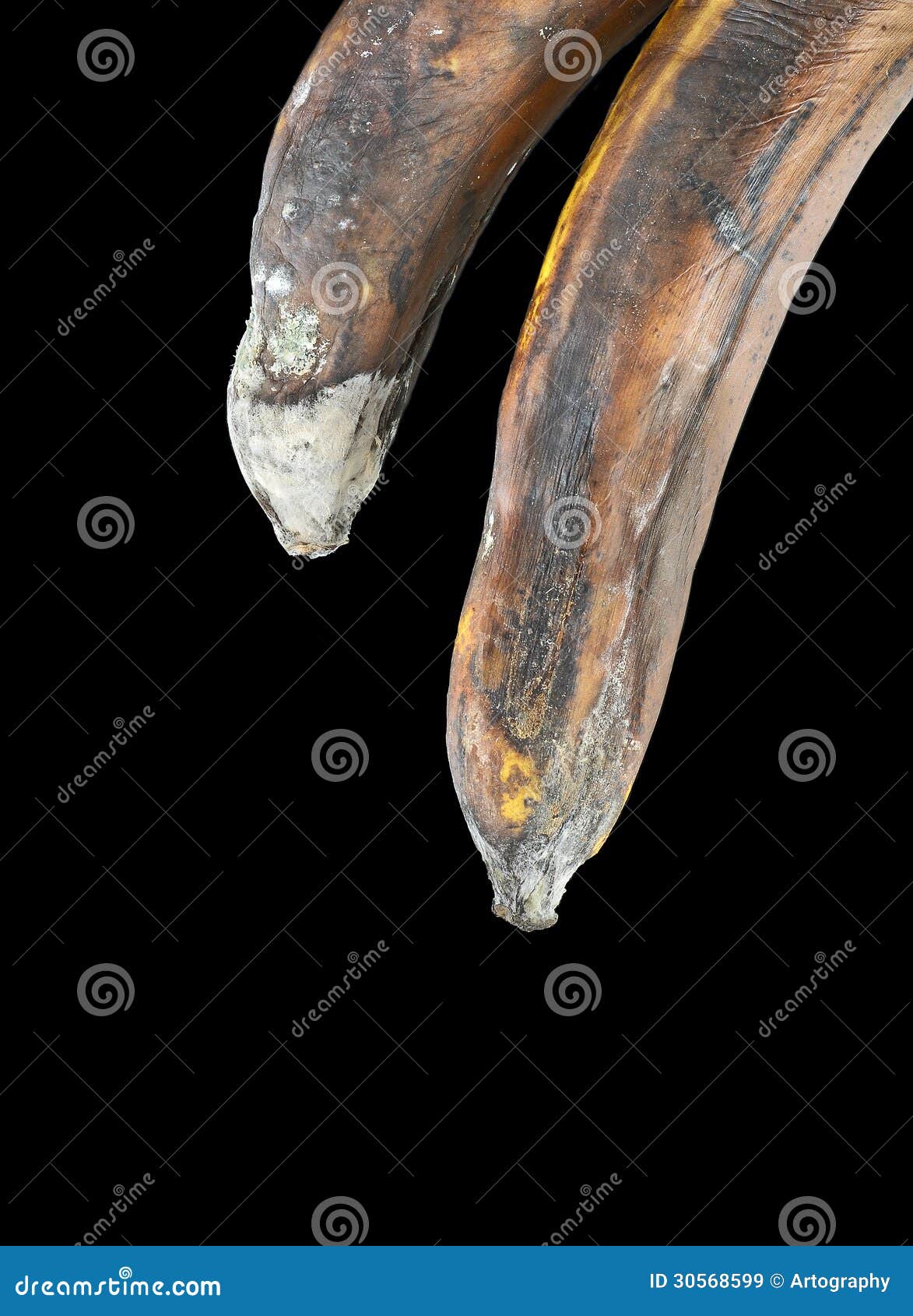 Moldy bananas stock image. Image of dark, food, mildew 30568599