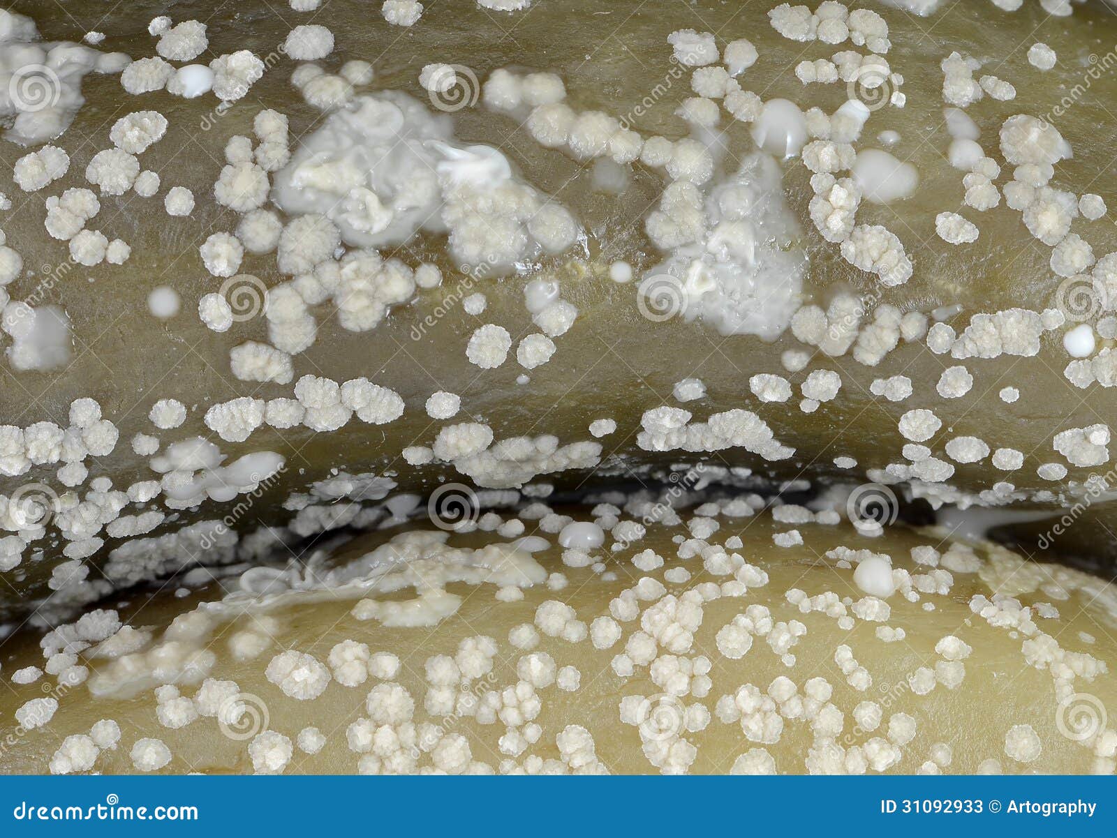 Moldy cucumber pickles stock image. Image of micro, decayed 31092933