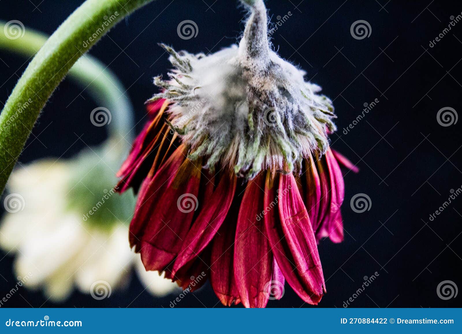 Moldy Flower on a Black Background. Closeup Stock Photo Image of