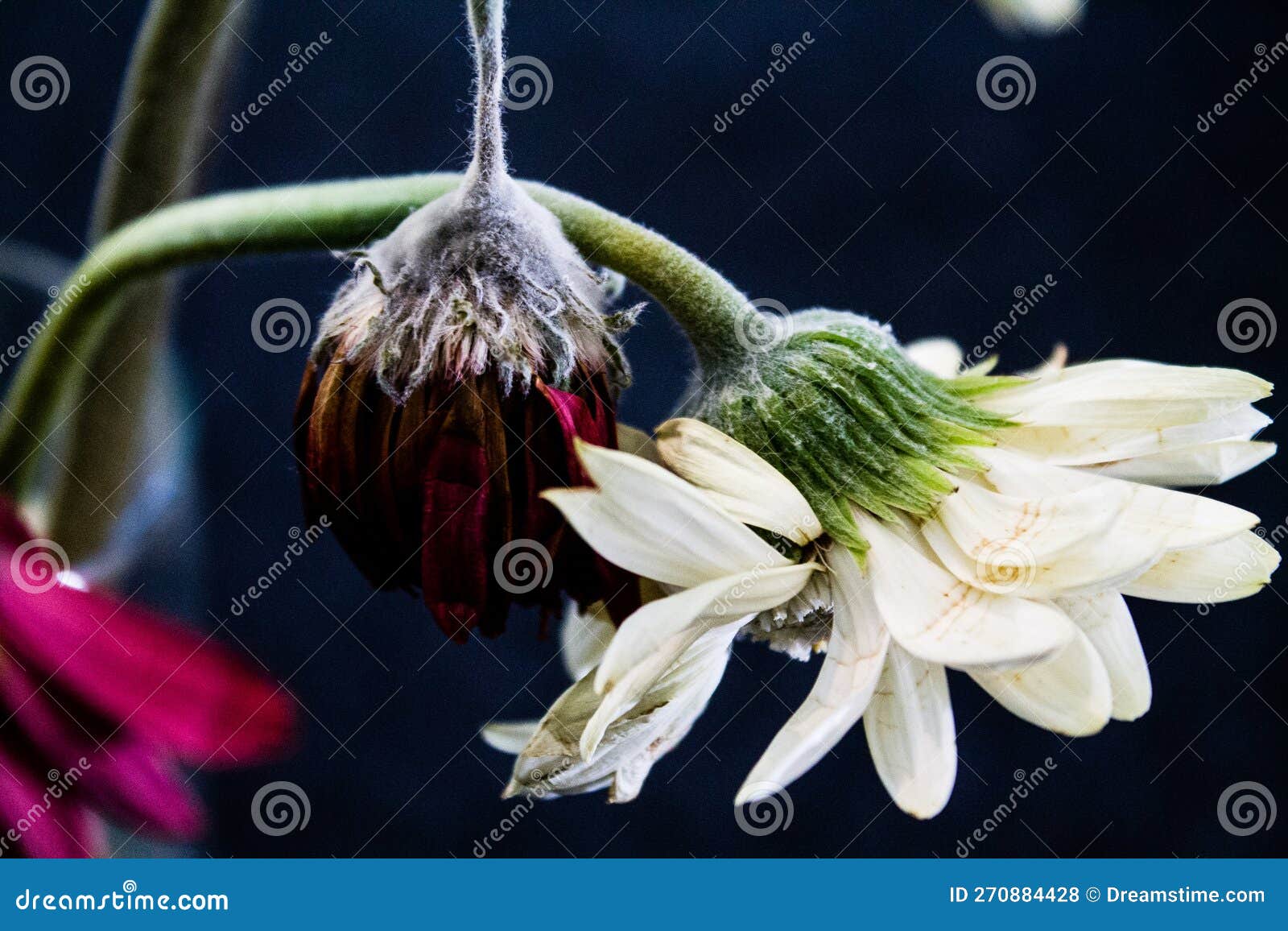 Moldy Flower Head of a Gerbera on a Black Background Stock Photo