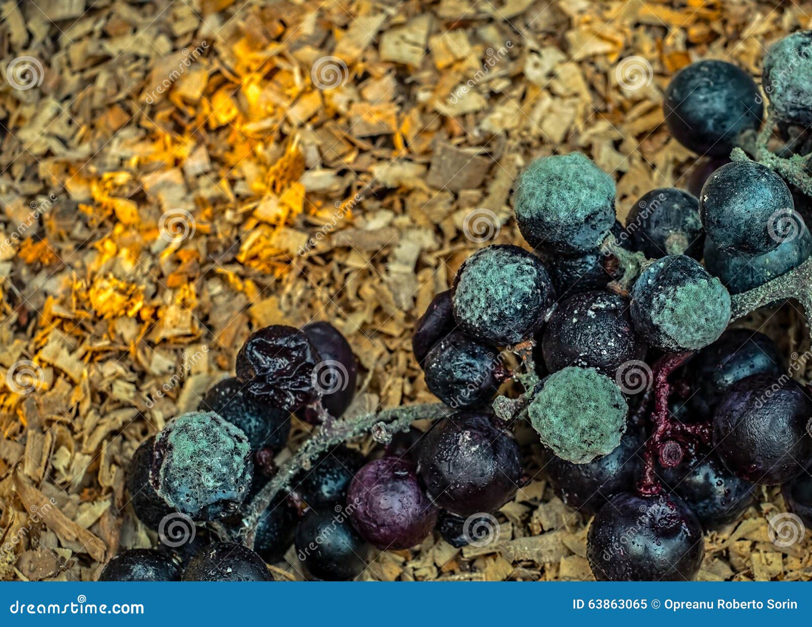 Moldy grapes focus stock image. Image of outdoor, mold 63863065