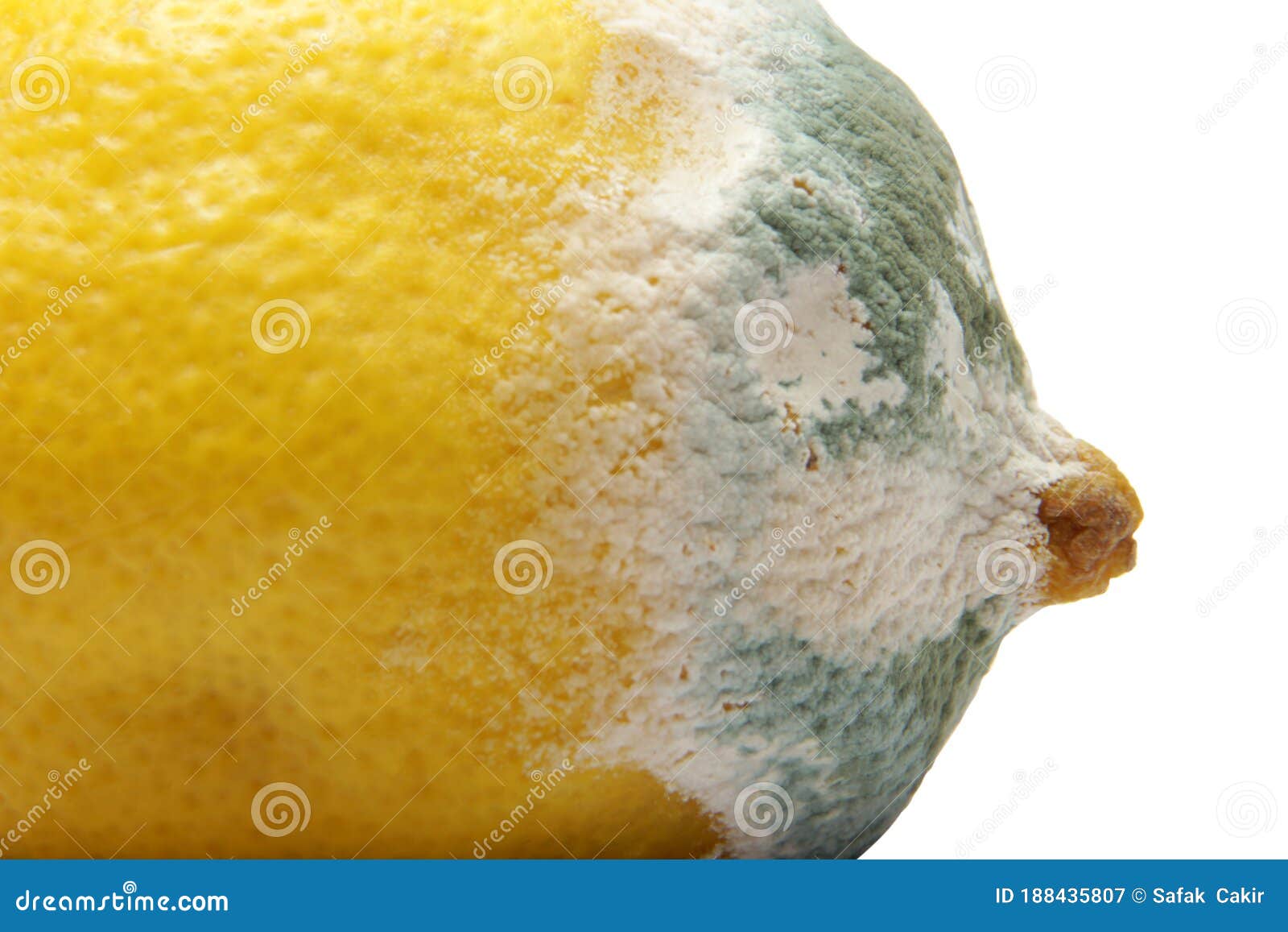 Moldy lemon stock image. Image of fungal, food, drink 188435807