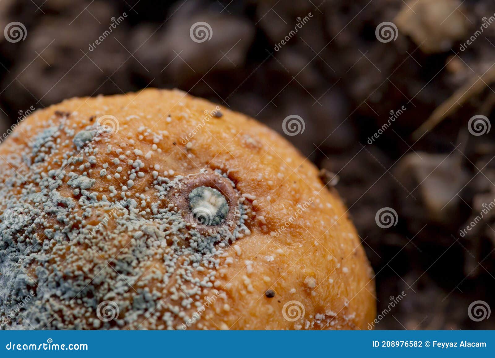 The Moldy Mandarin Orange in the Garden Stock Photo Image of fresh