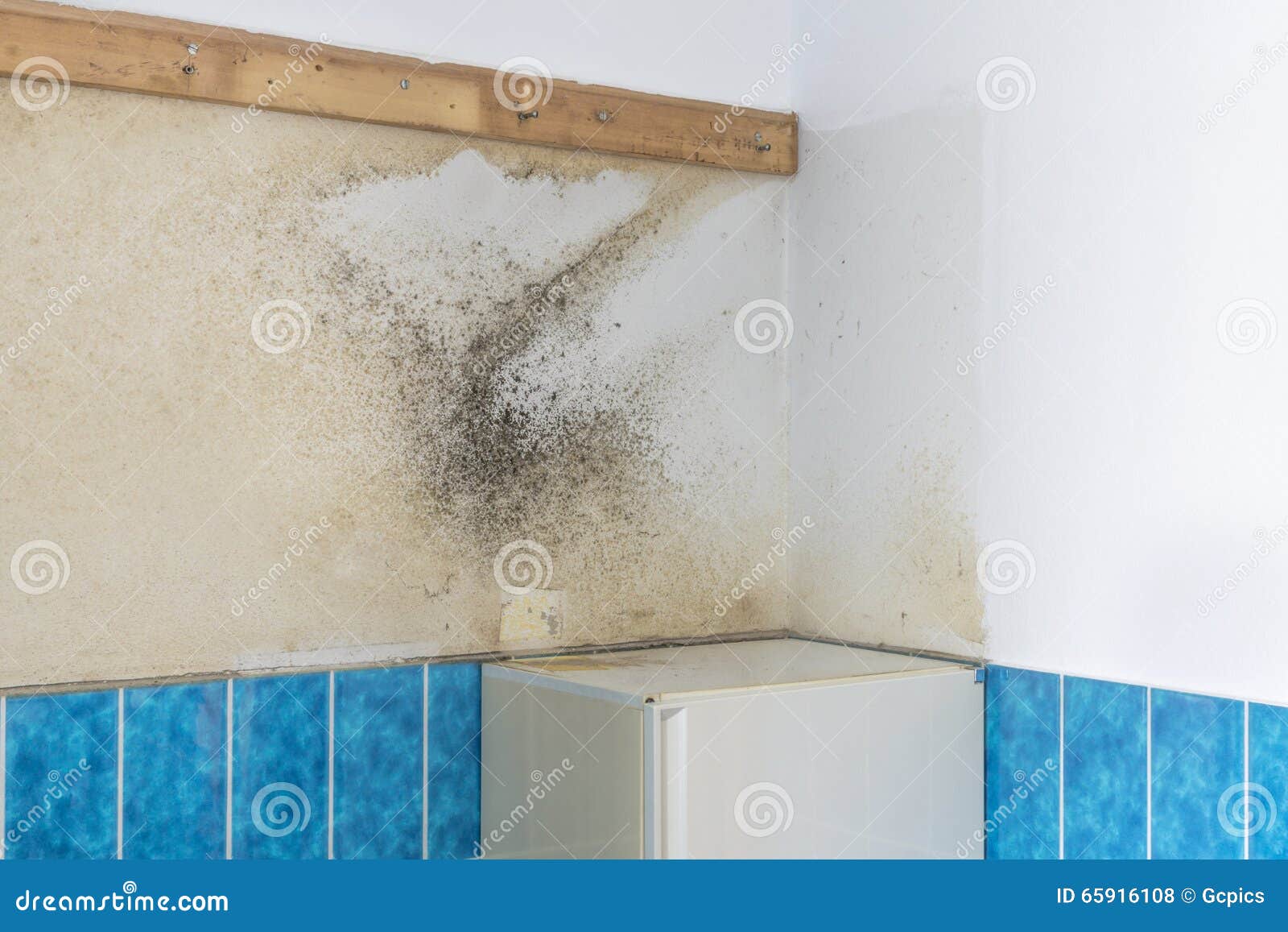 Moldy Mildew On A Bathroom Wall Stock Photo Image 65916108