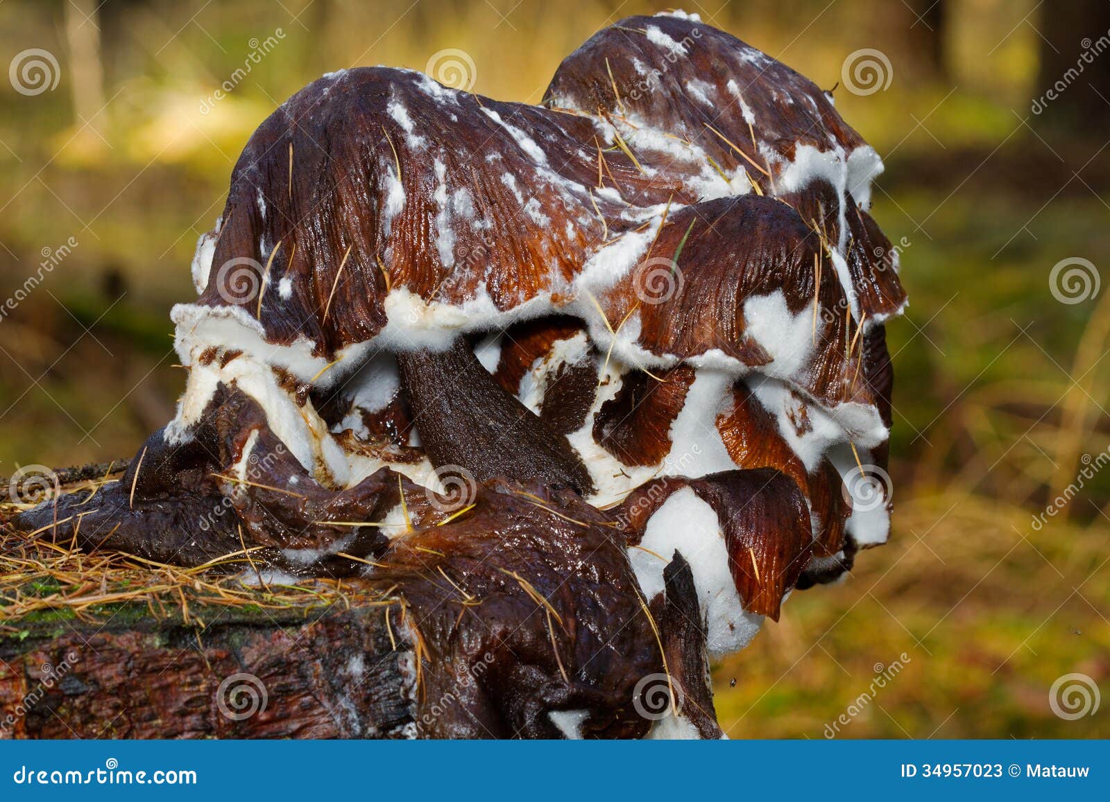 Moldy mushrooms stock image. Image of mold, moldy, rotting 34957023