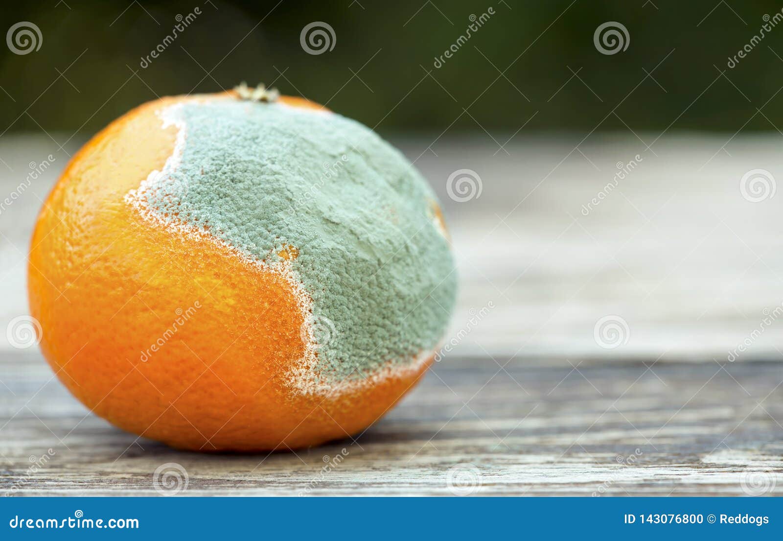 Moldy Orange, Mandarin on Wooden Background Stock Photo Image of