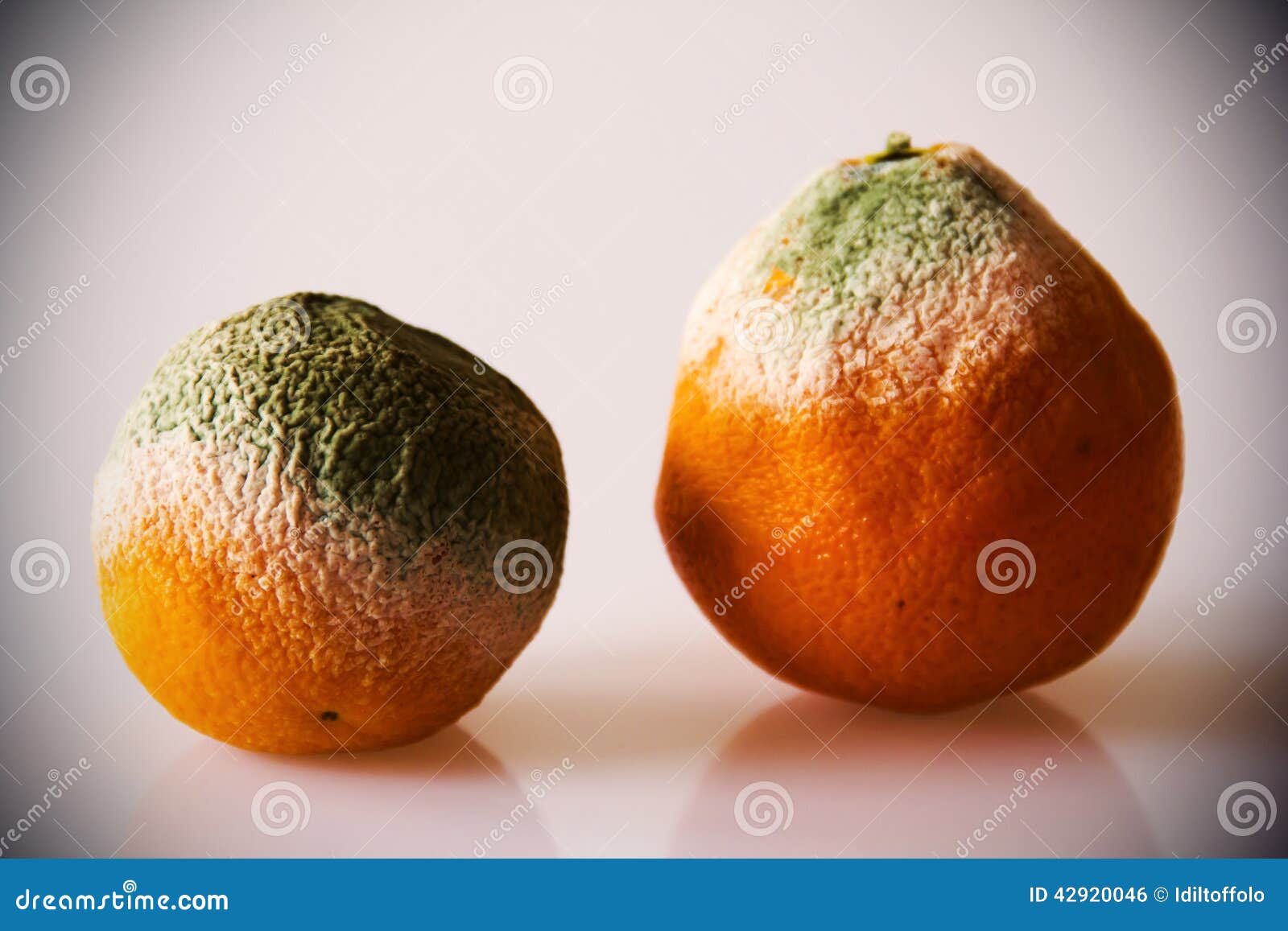 Moldy Oranges stock photo. Image of cosmos, citrus, green 42920046