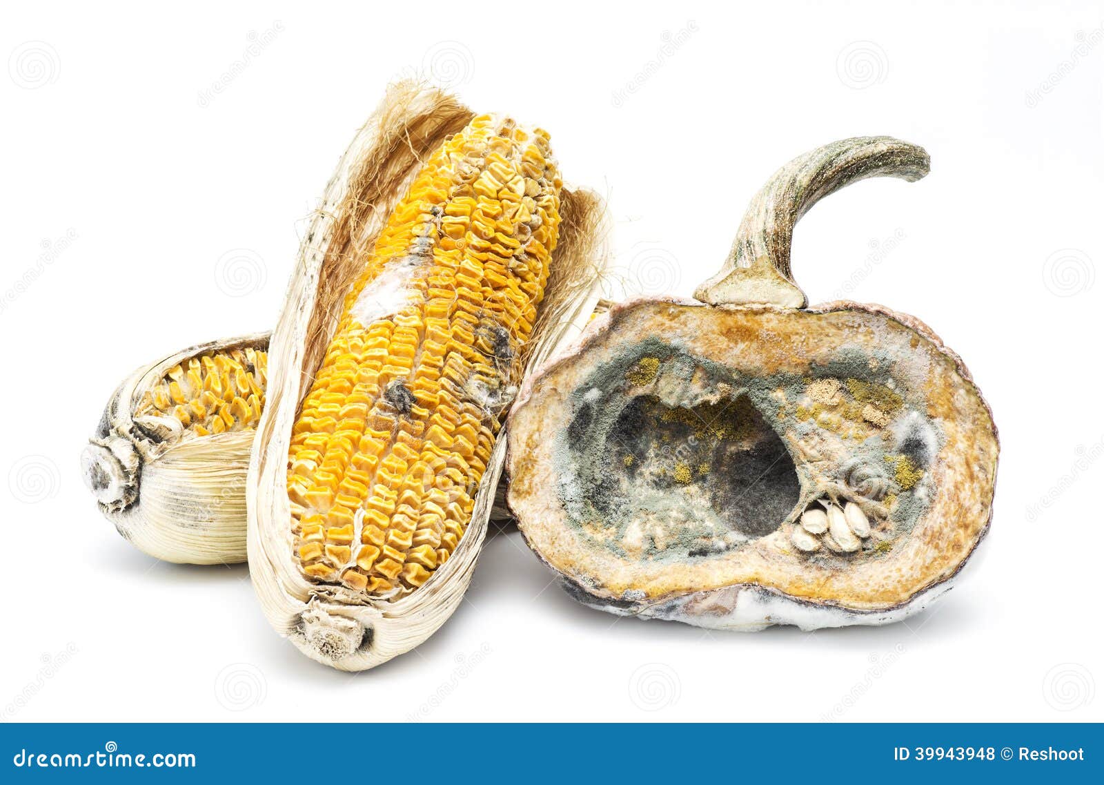 Moldy pumpkin and corn stock photo. Image of mold, waste 39943948