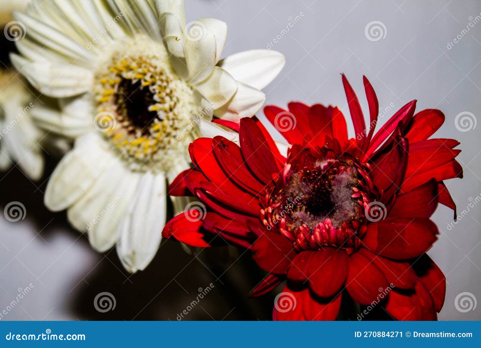 Moldy Red and White Gerbera Daisies in a Vase Stock Image Image of