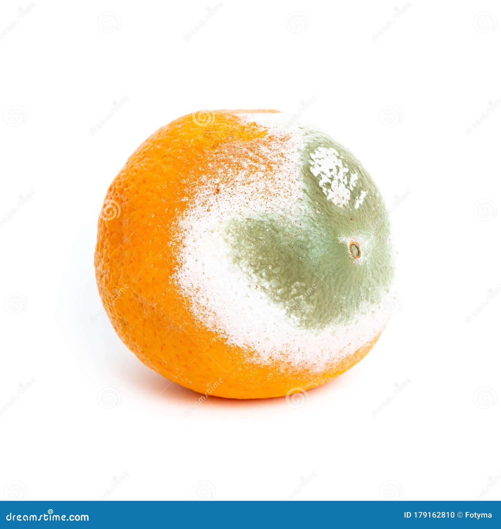 moldy rotten orange  on white
