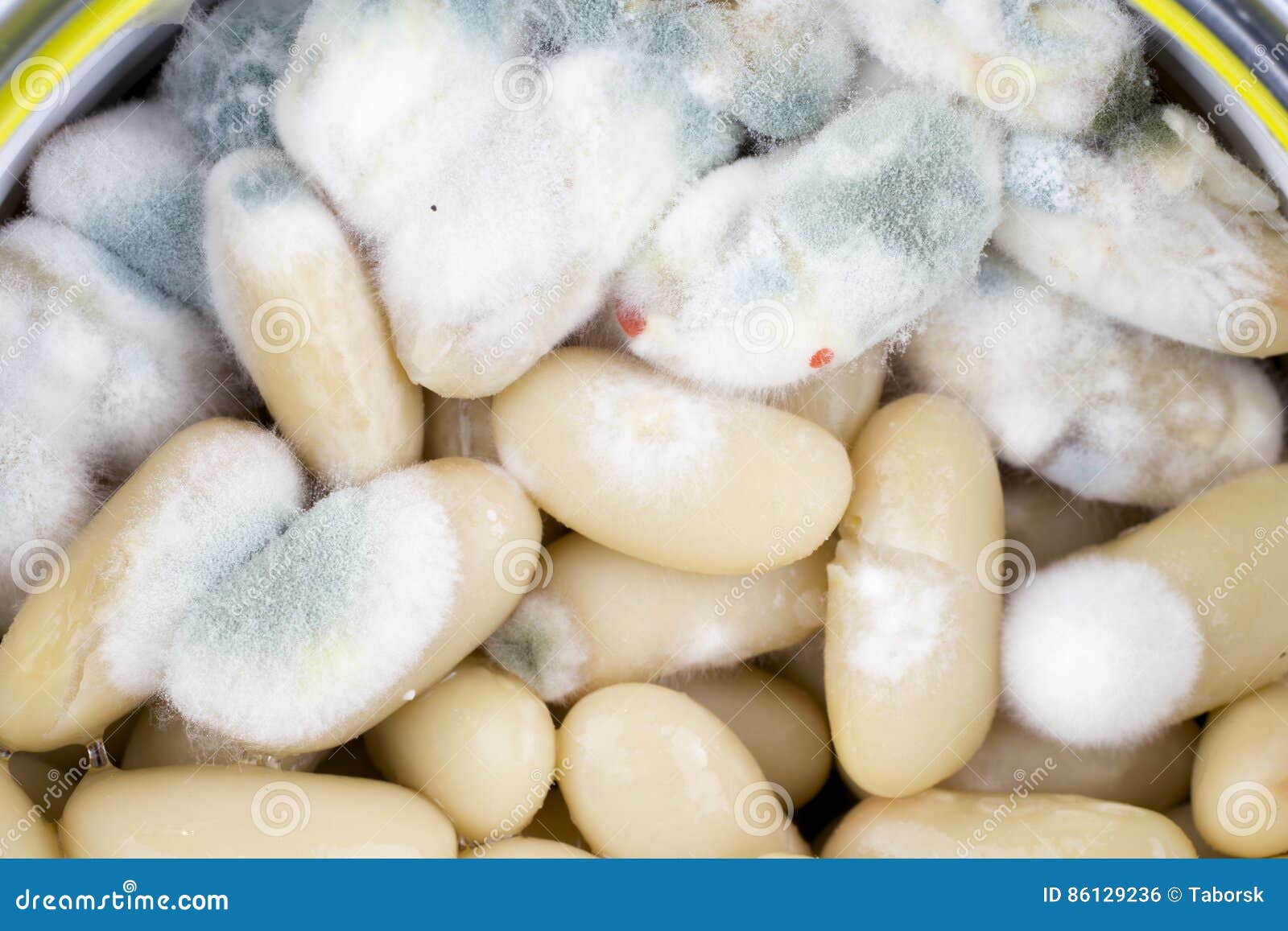 Moldy white beans stock photo. Image of plant, breakfast 86129236