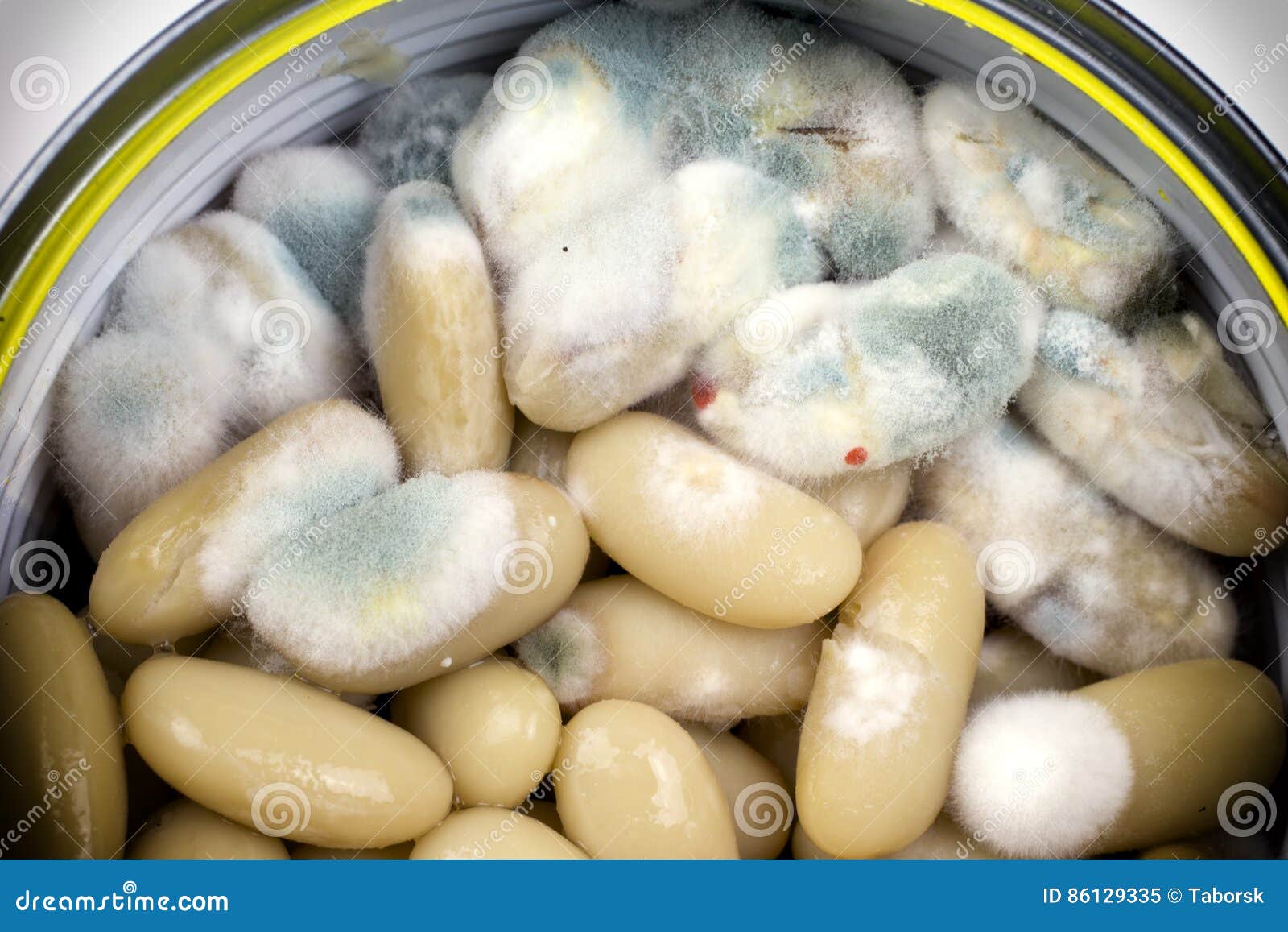 Moldy white beans stock image. Image of mold, waste, isolated 86129335