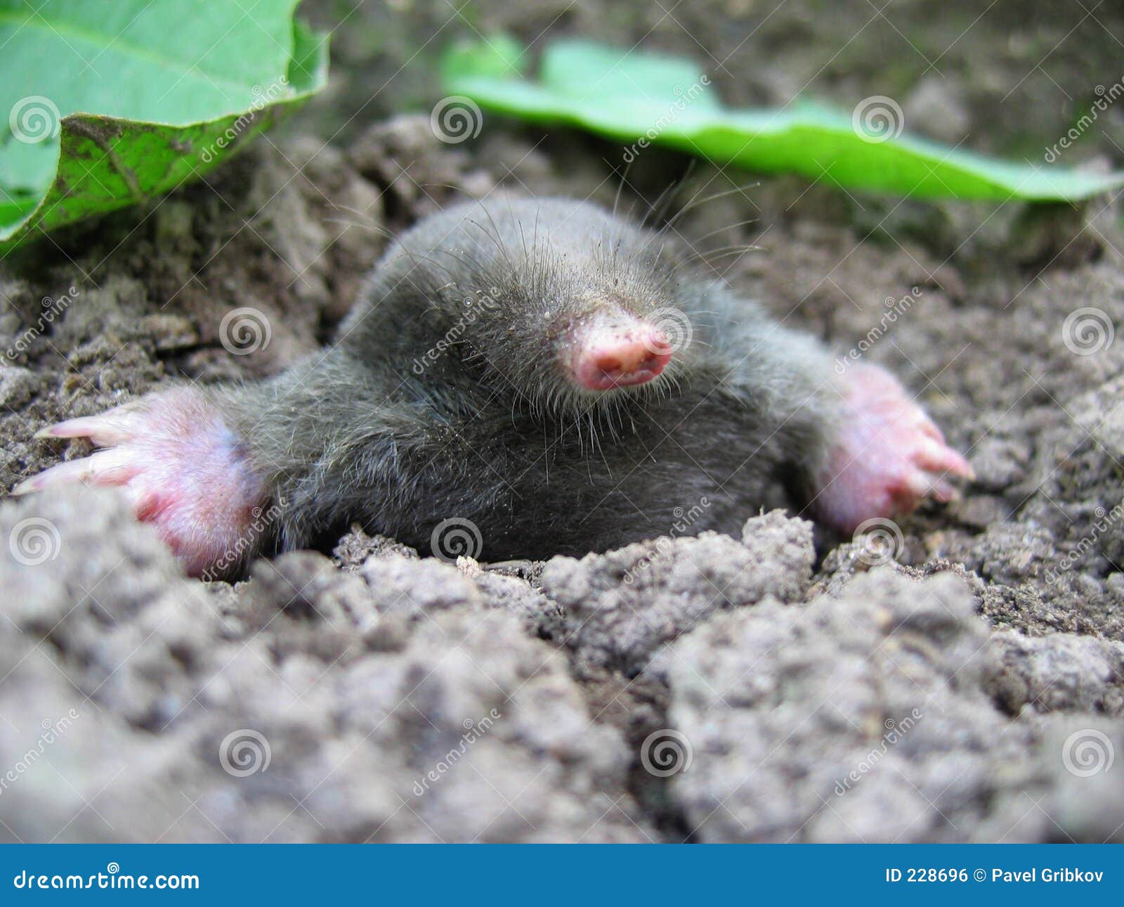 Mole stock photo. Image of burrow, land, animals, mole - 228696
