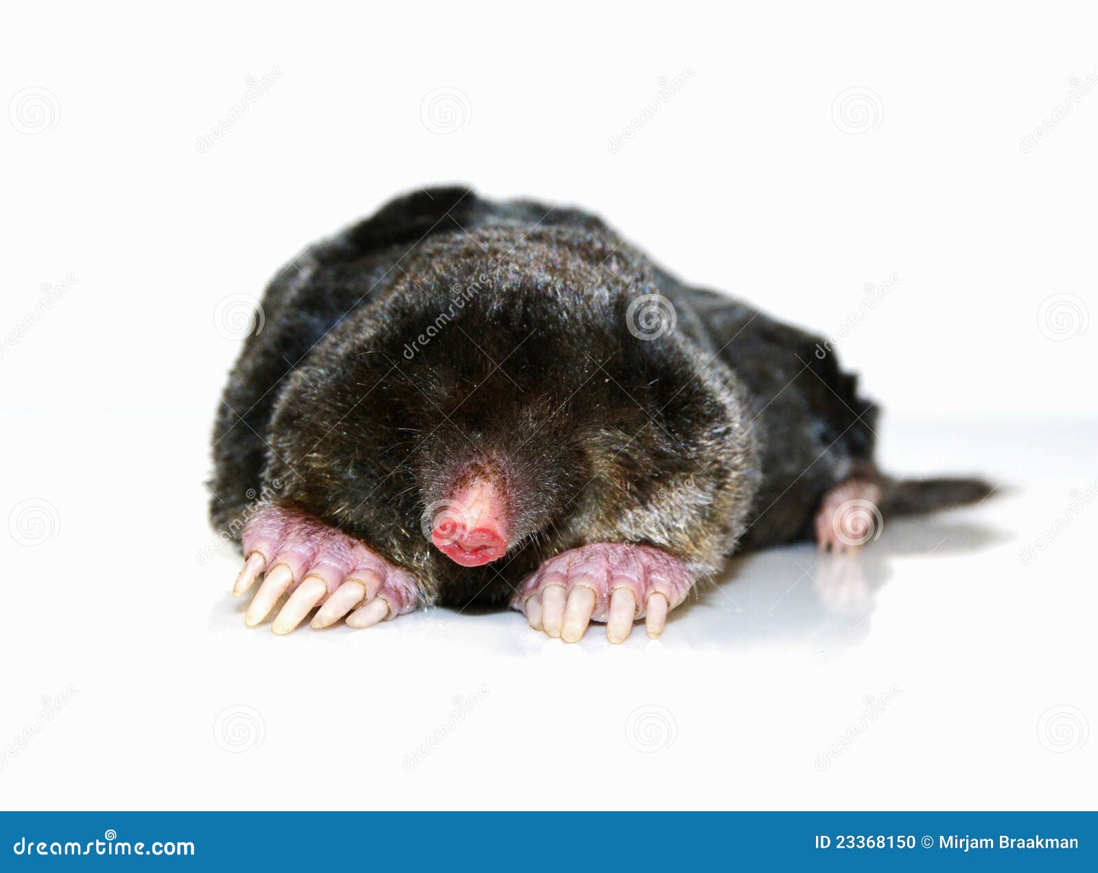 Mole stock photo. Image of guidestick, animal, moles - 23368150 Mole stock photo. Image of guidestick, animal, moles - 23368150