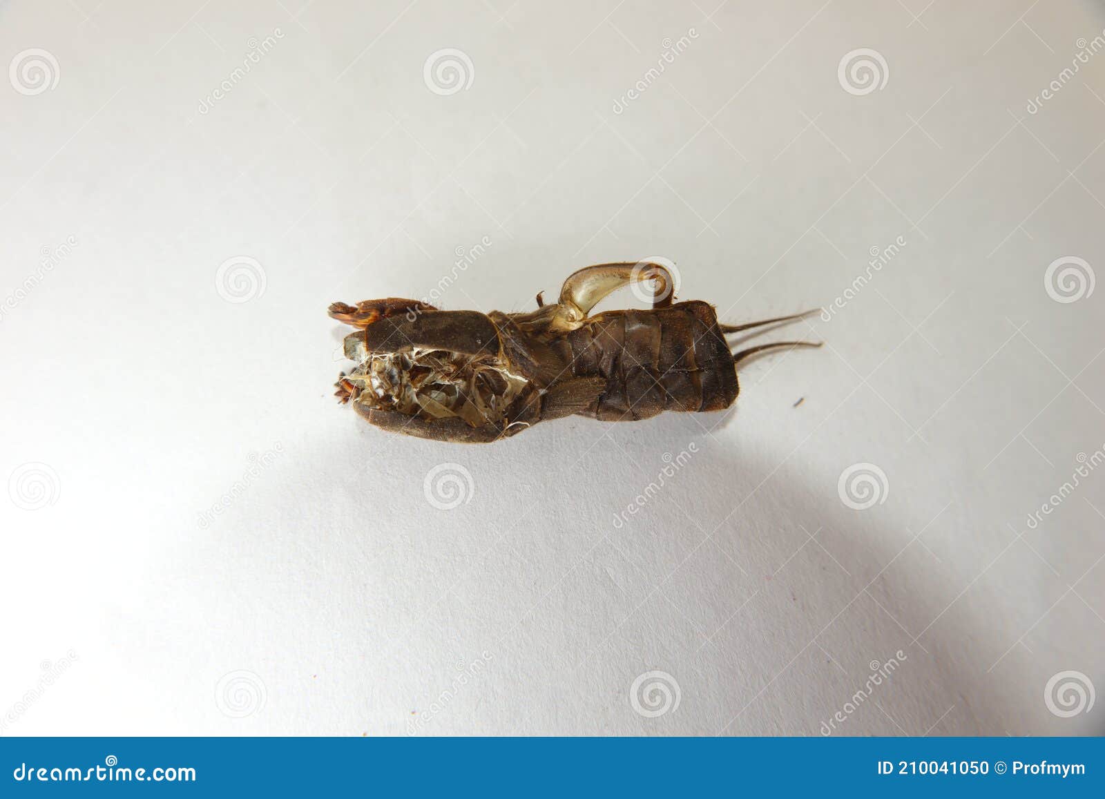 Mole Cricket. Close Up of Shed Mole Cricket Skin on a White Background  Stock Photo - Image of cricket, colorful: 210041050