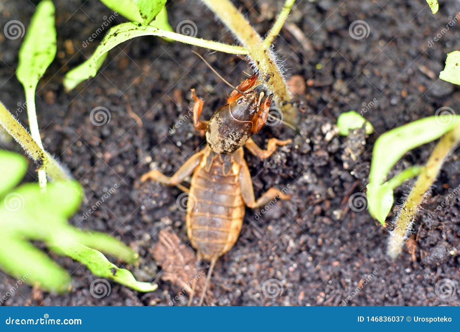 Mole Cricket, Eating Young Tomato Plant Stock Image Image of