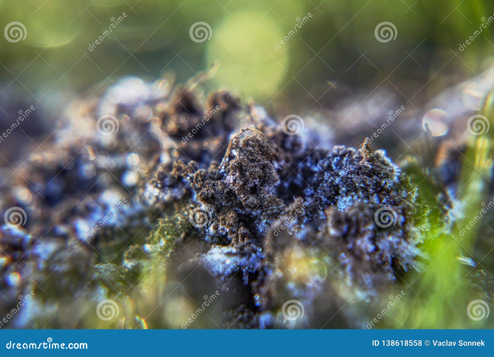 A Mole Hill In The Garden Looks Beautiful In Detail A Captivating