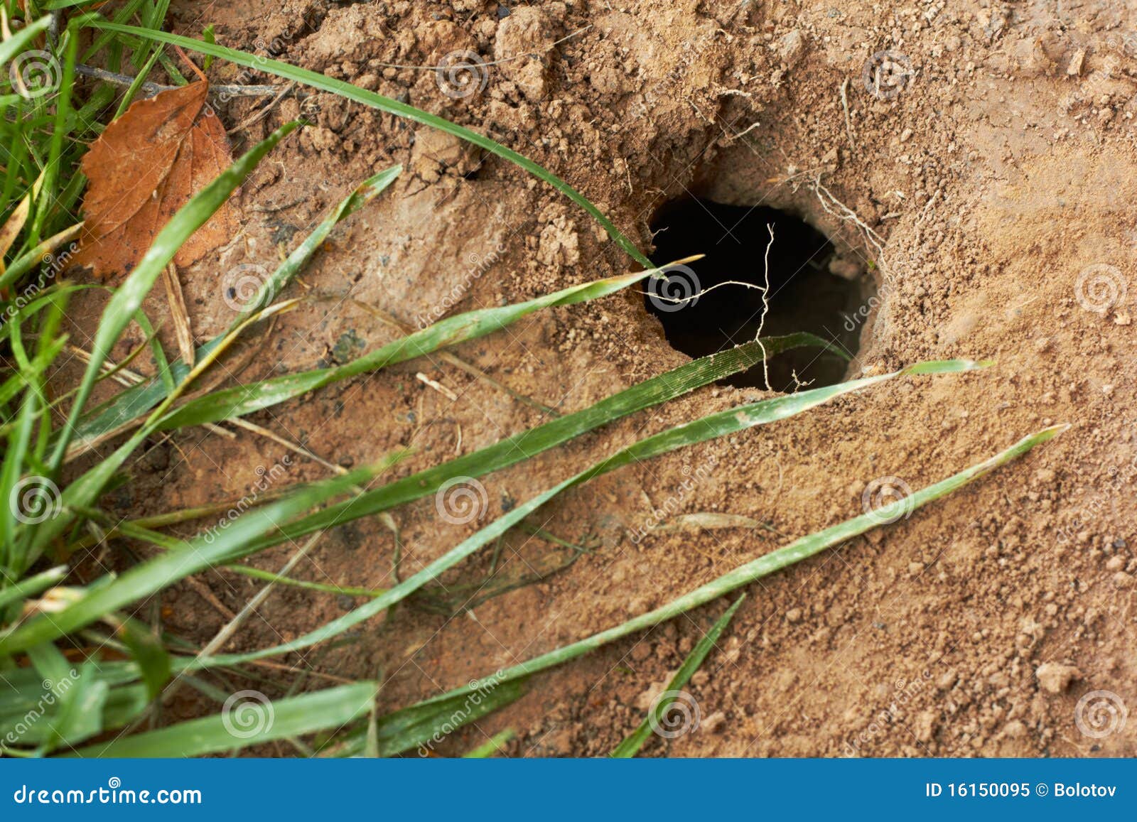 Mole Hole In Brown Dirt, Closeup. Royalty Free Stock Photo Image