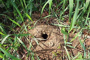 Mole Hole In The Ground Stock Photo Image Of Nature 91565346