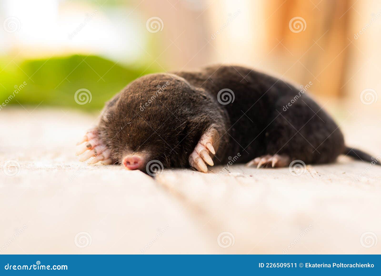 Mole Lies on the Street, Black Skin, without Eyes Stock Image - Image of  curious, european: 226509511