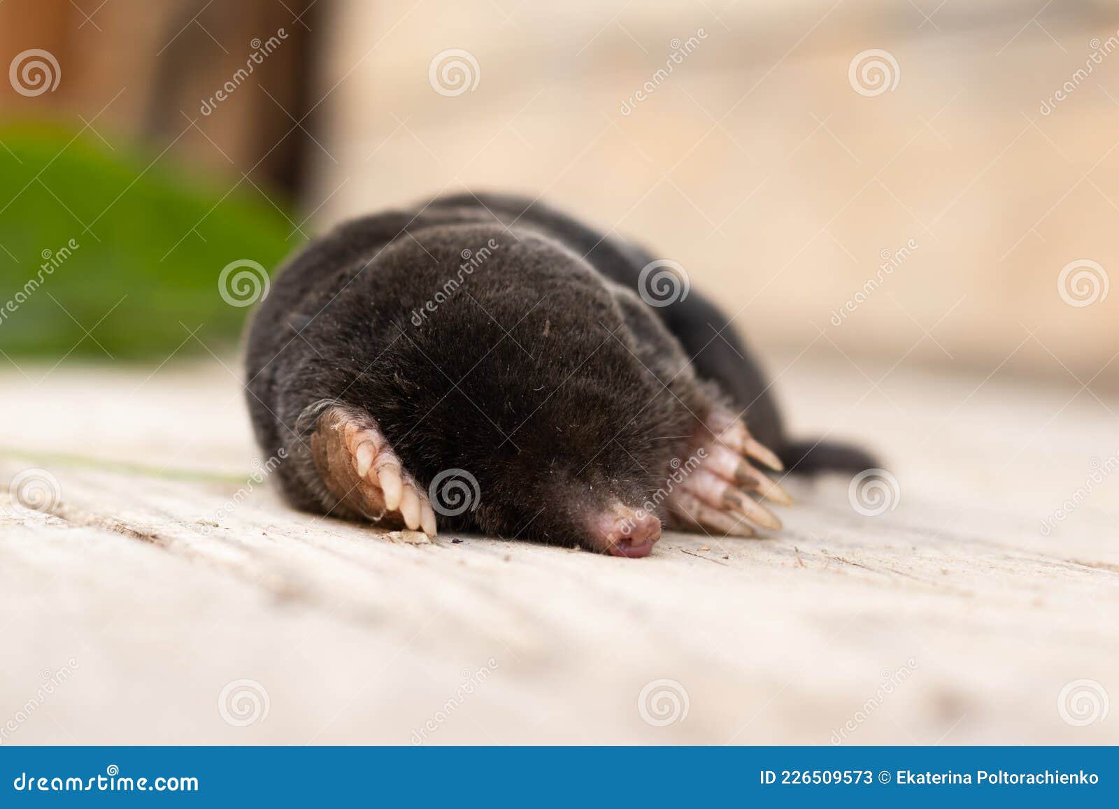 Mole Lies on the Street, Black Skin, without Eyes Stock Image - Image of  mound, meadow: 226509573