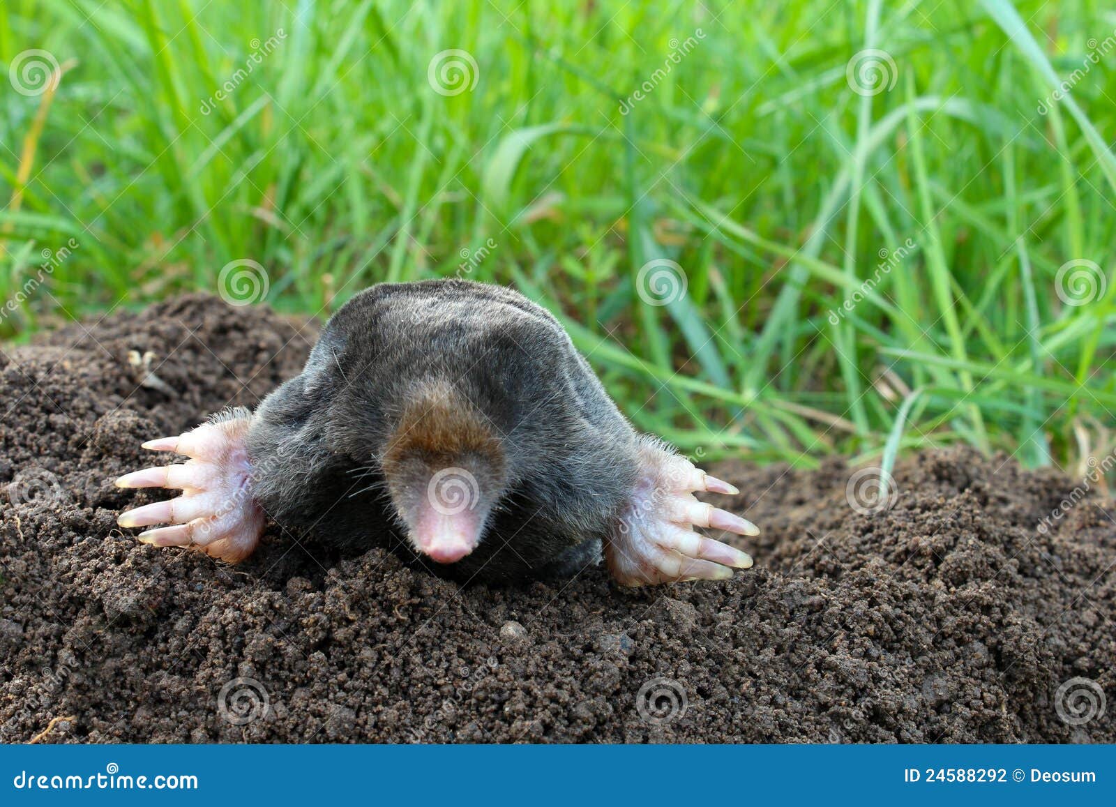 Mole and Molehill on Garden Stock Photo Image of grass, brown 24588292