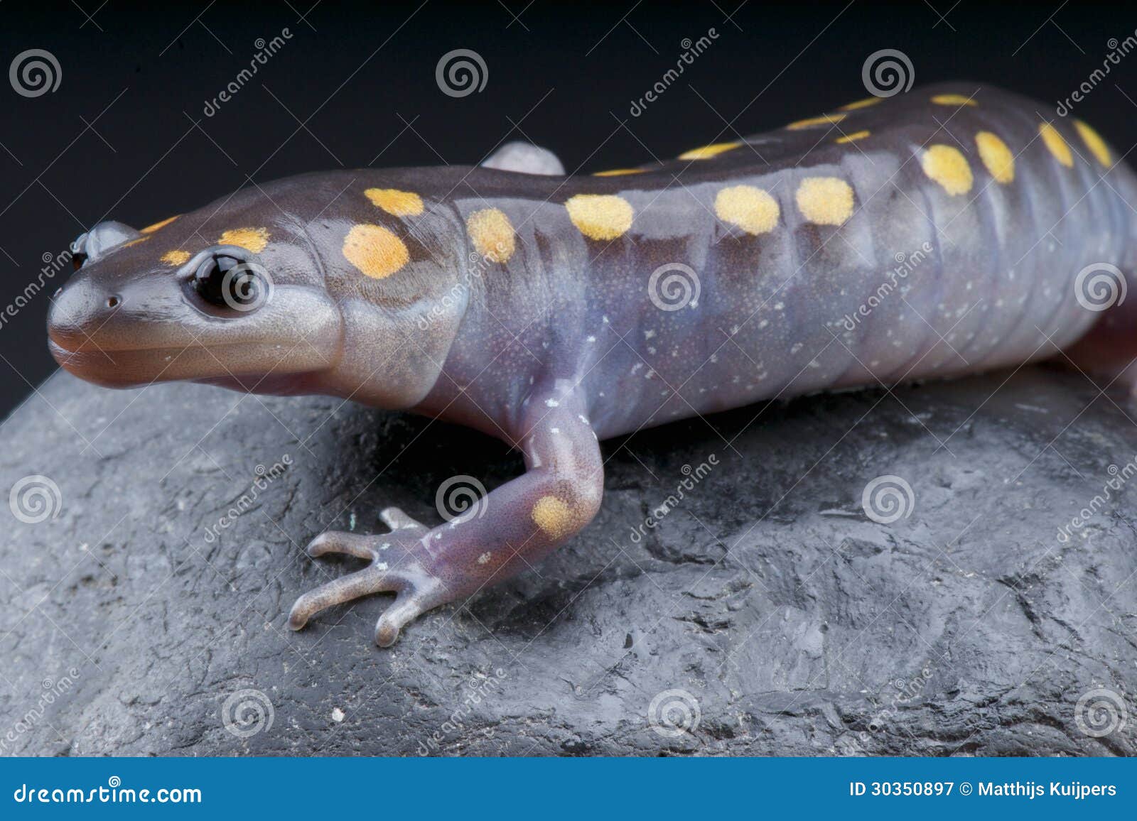 mole salamander / ambystoma maculatum