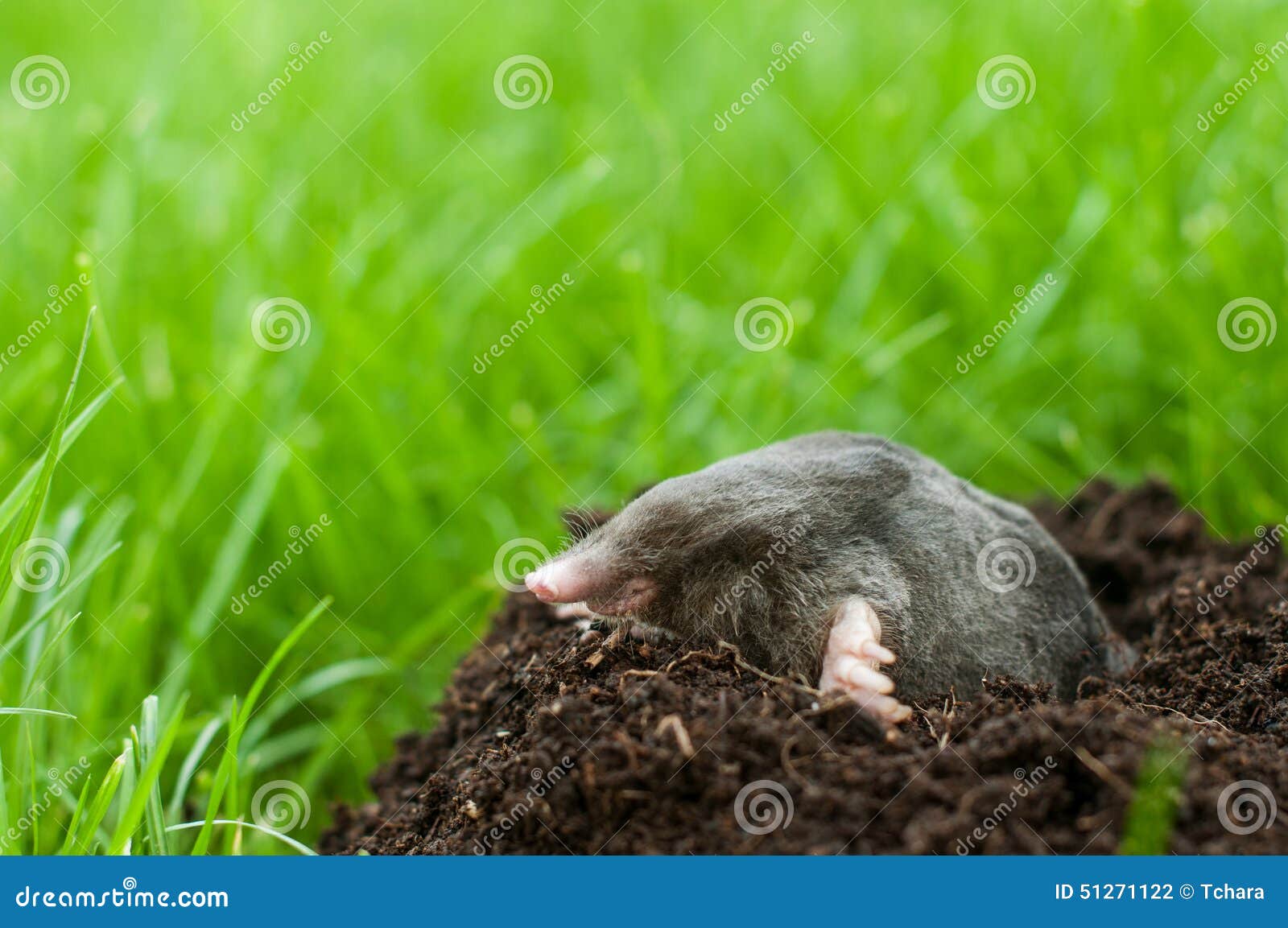 Mole In Soil Hole Stock Photo Image 51271122