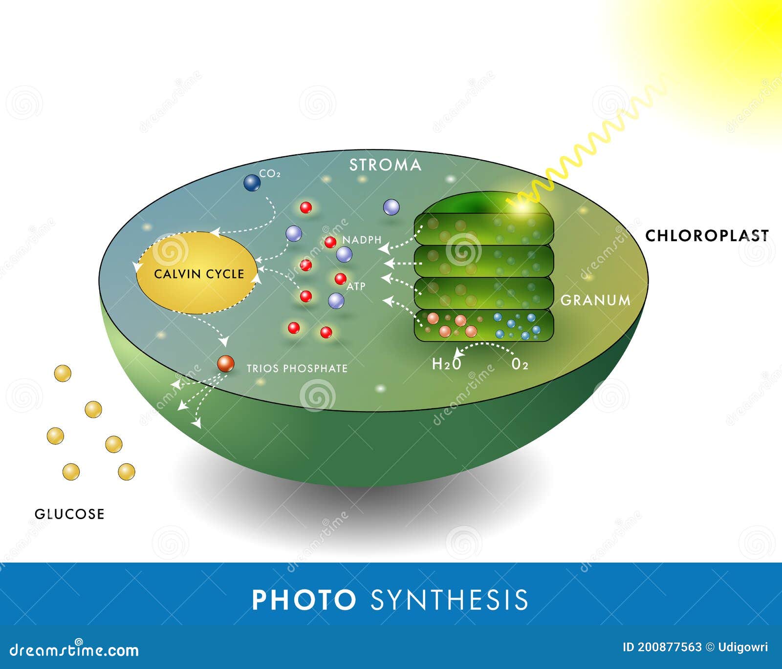 Mechanism Of Photosynthesis mechanism-of-photosynthesis