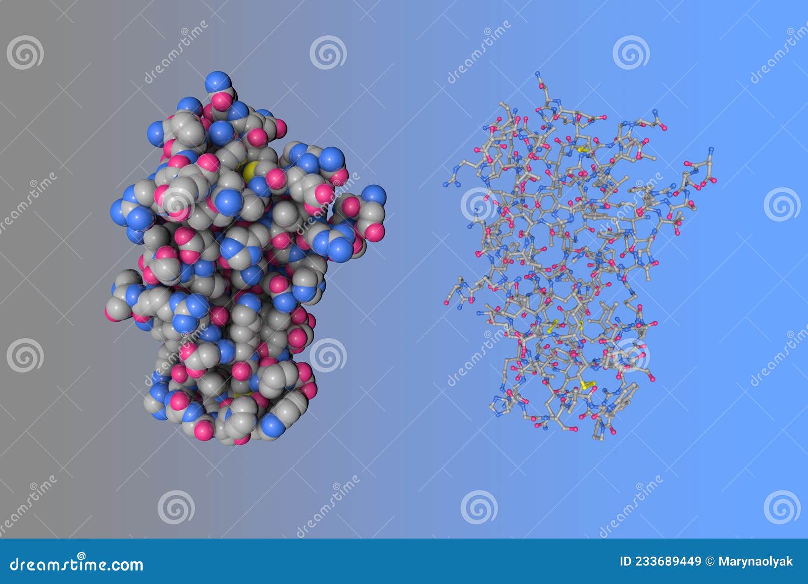 molecular model of human angiogenin or ribonuclease 5, a small 123 amino acid protein that is encoded by ang gene