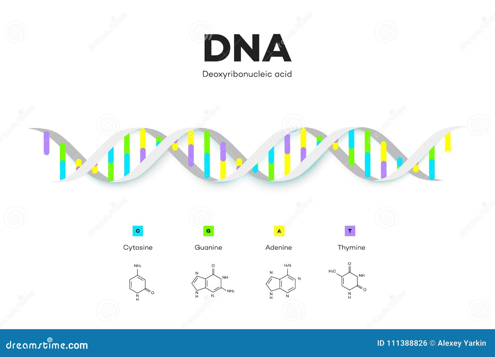 Molecular Structure of DNA. Infographic Educational Vector Illustration