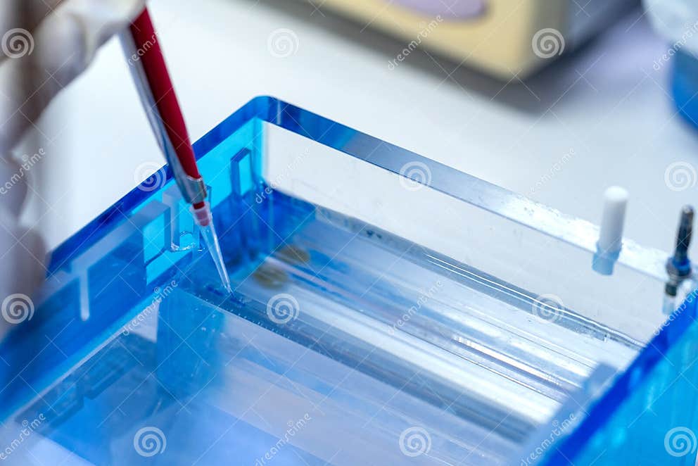 Molecular Technique Gel Electrophoresis for DNA Sample Method Decrypt