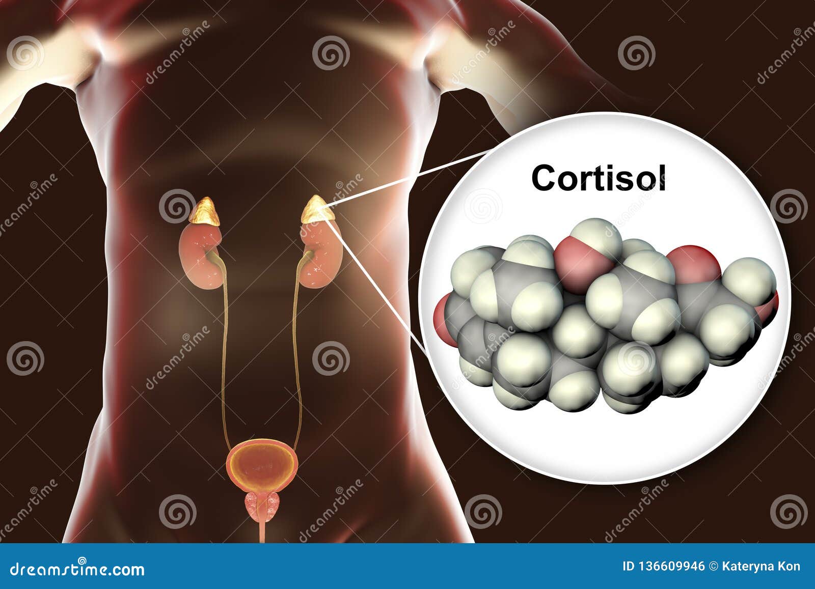Cortisol Hormone. Health Effects Cartoon Vector Biology Diagrams