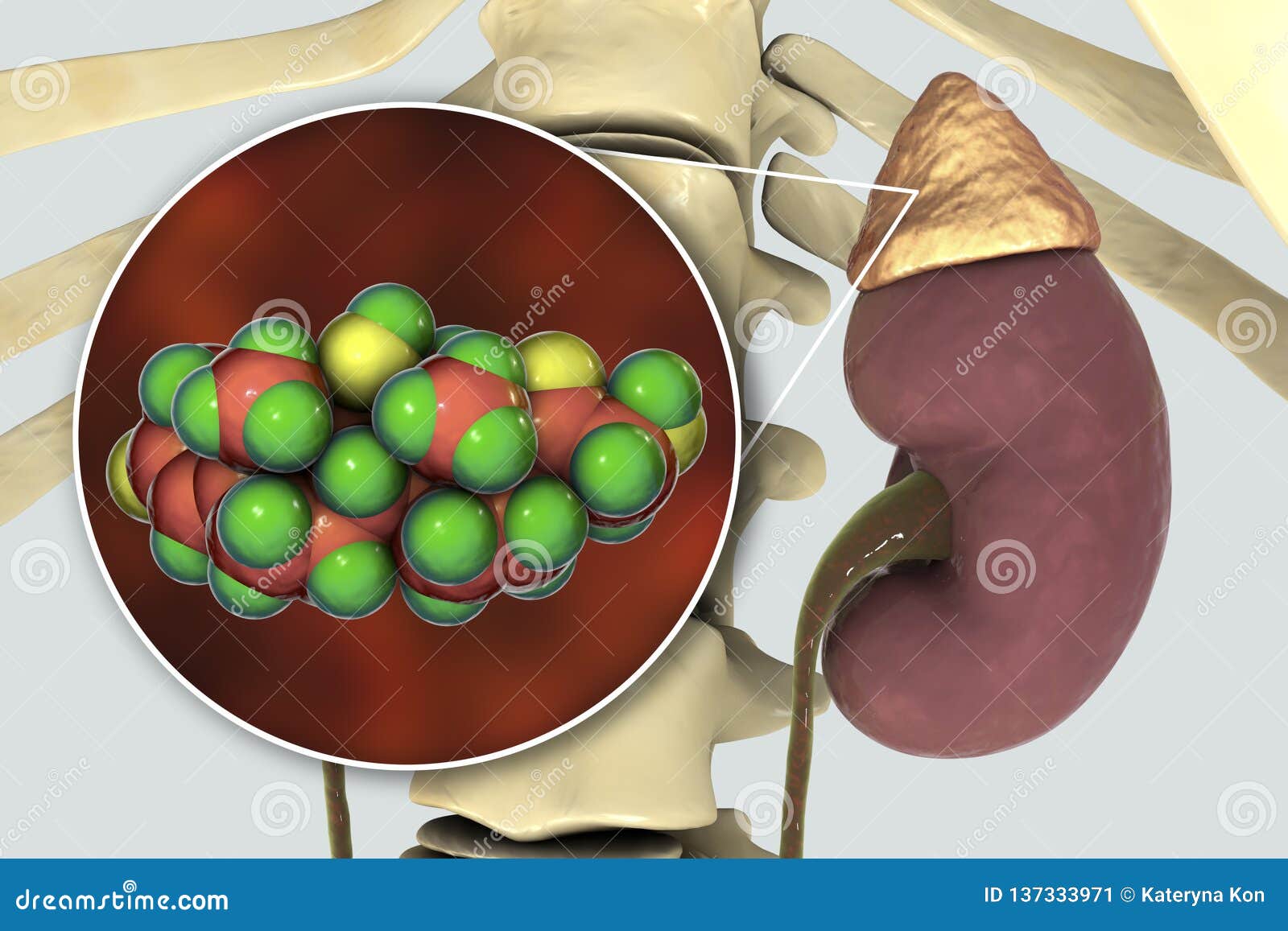 cortisol is secreted by the adrenal cortex cortisol is secreted by the adrenal cortex