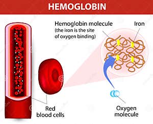 Haemoglobin Molecule Vector Illustration CartoonDealer 61657940