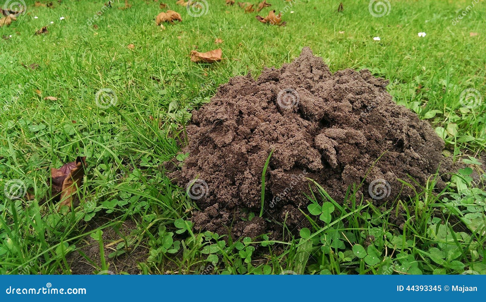 Molehill stock image. Image of garden, hill, fall, summer 44393345