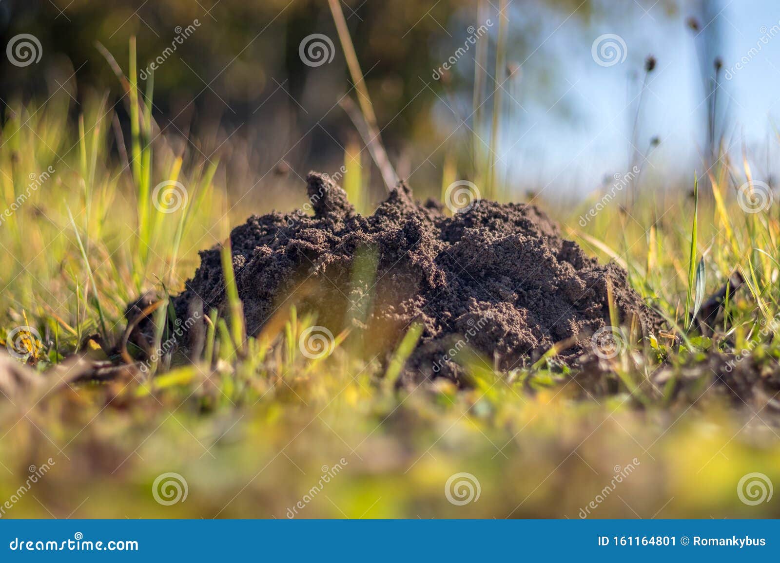 A Molehill Molehill, Mole Mound in the in the Garden Stock Image