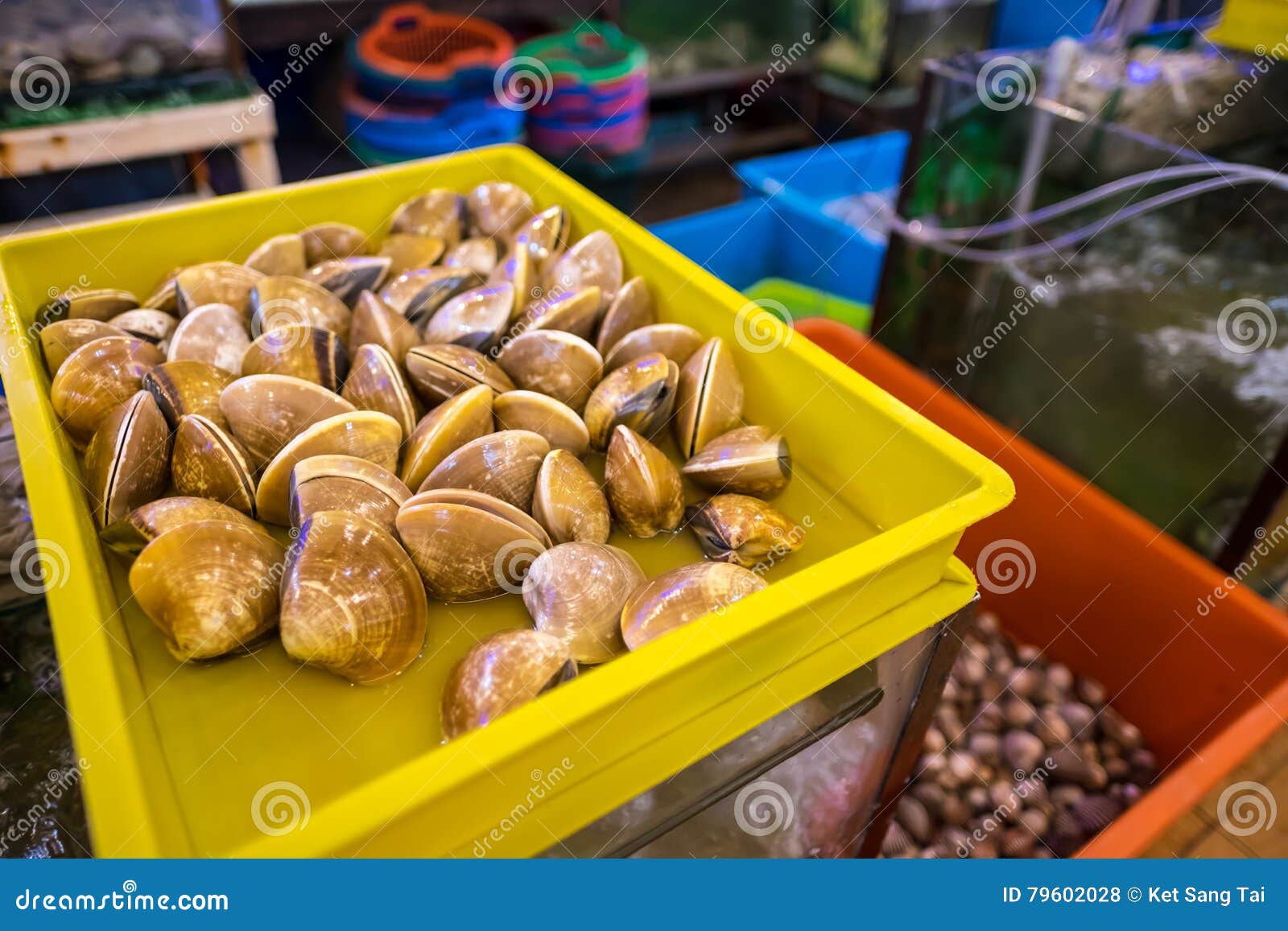 Molluschi in tensione freschi. Vongole in tensione fresche vedute nella sezione in tensione dei frutti di mare di un ristorante