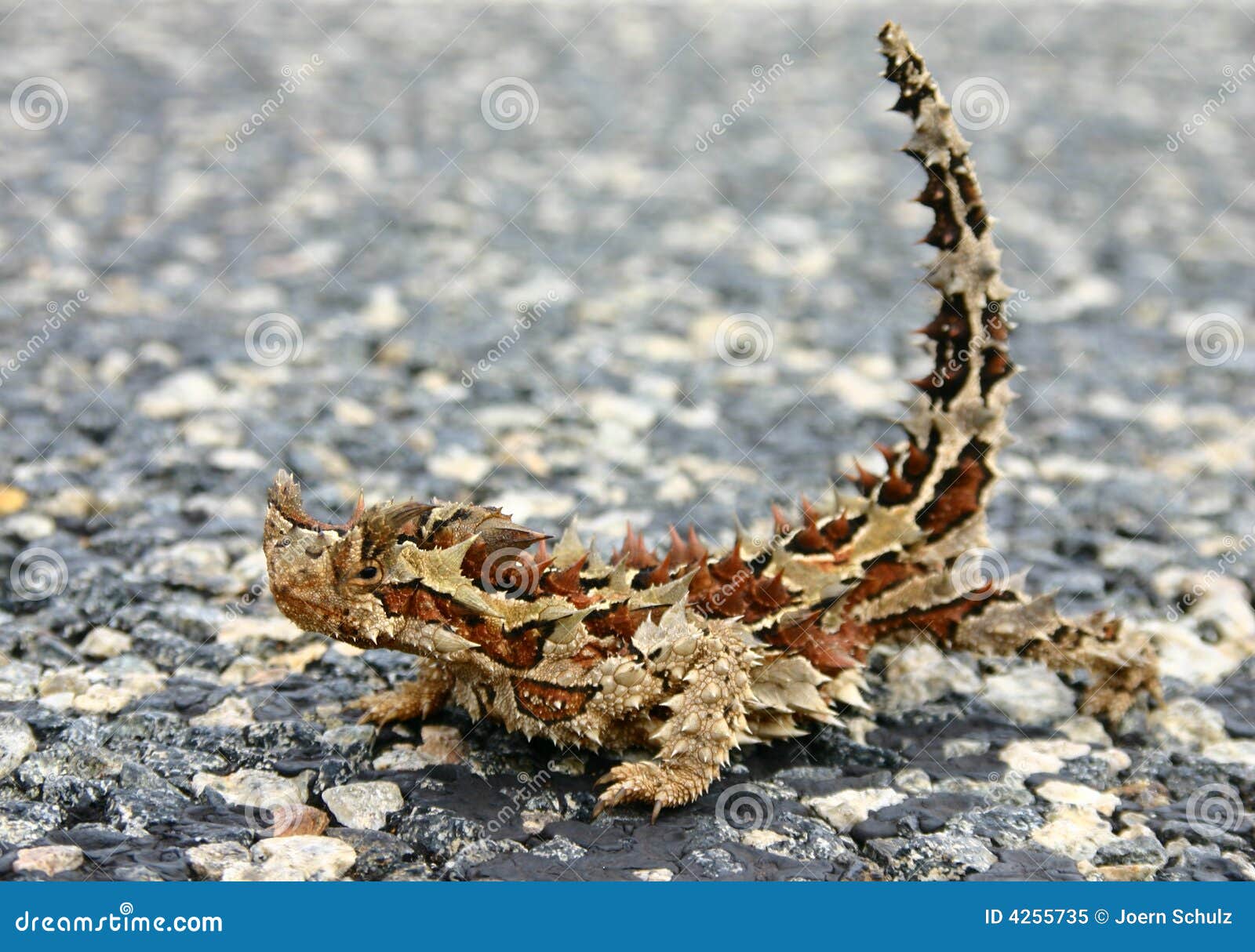 Moloch Horridus Aka Thorny Devil Stock Image Image of lizard