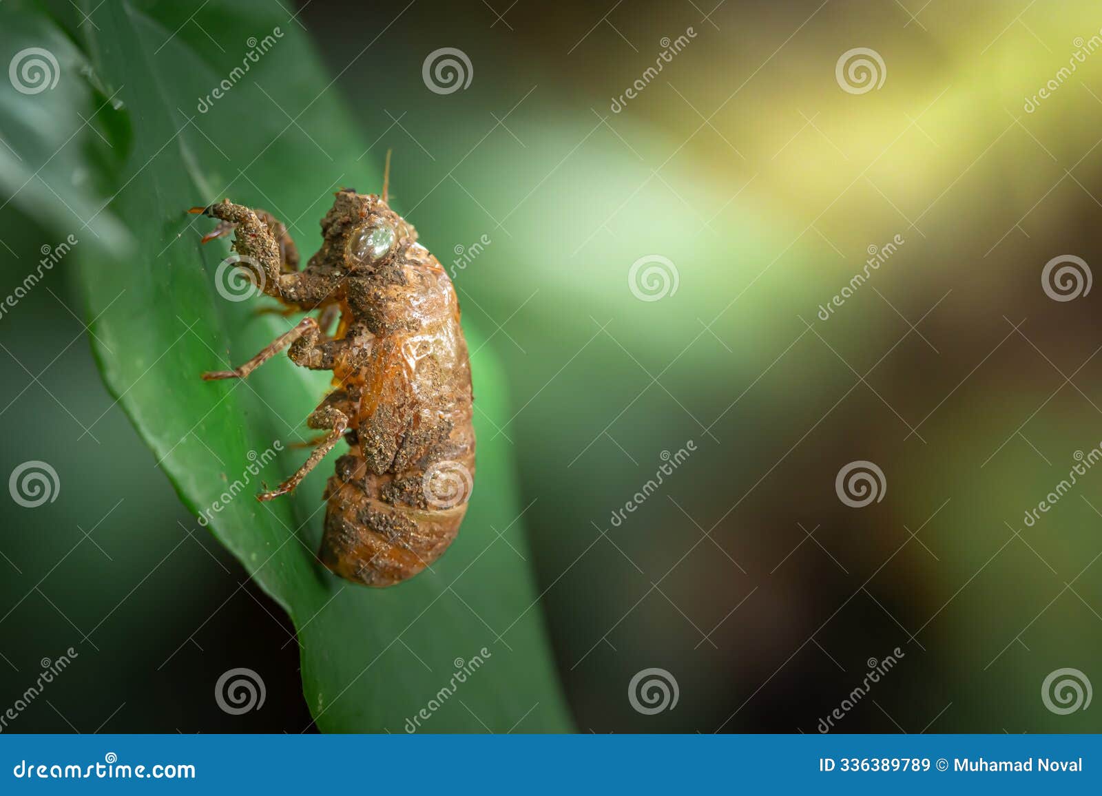 a molted cicada shell on a tree trunk