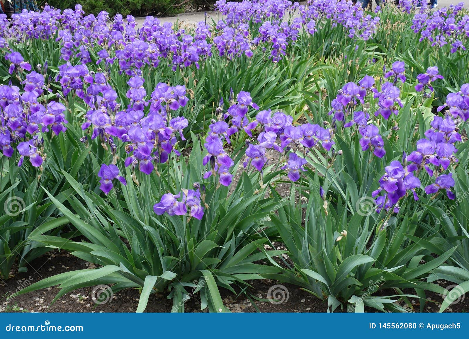 Molti fiori viola del germanica dell'iride in primavera