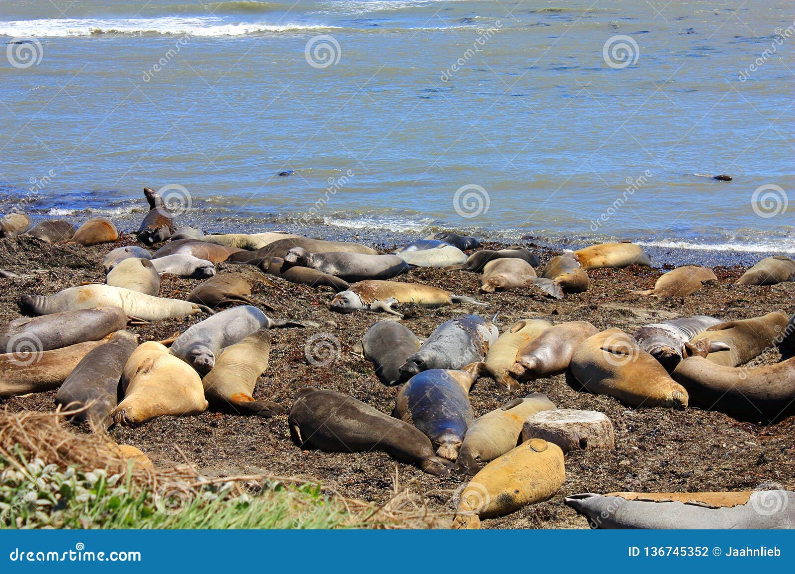 molting female and juvenile elephant seals on the pacific coast, ano nuevo state park, california, united states