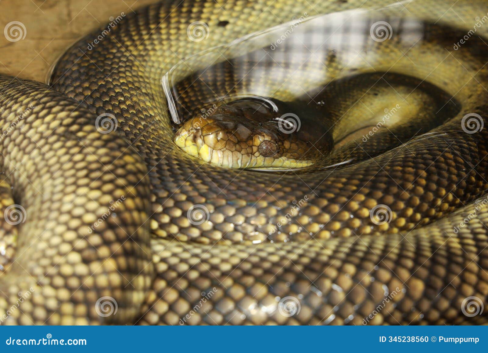 the moluccan python is cute snake and rest in water