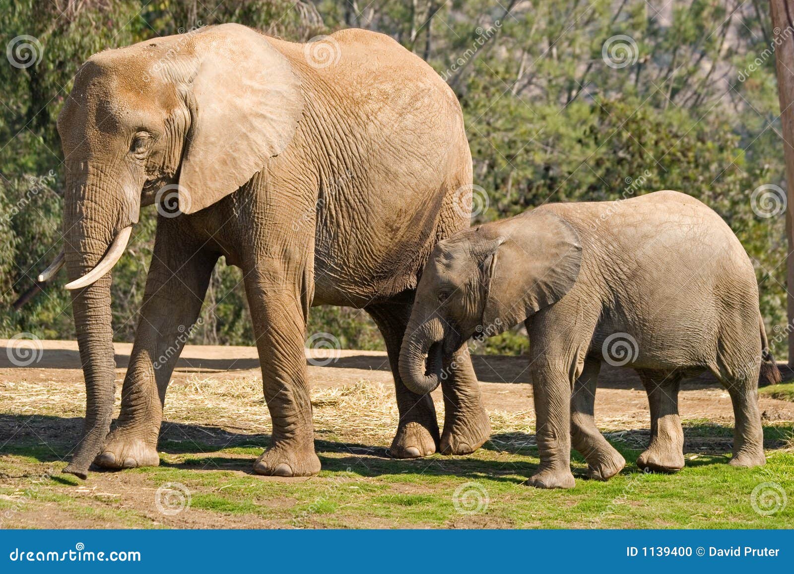 Mom And Baby Elephants Stock Photo Image 1139400